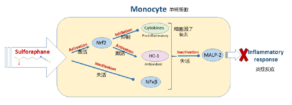 蘿卜硫素作為一種天然免疫系統(tǒng)增強(qiáng)劑的潛力（綜述）